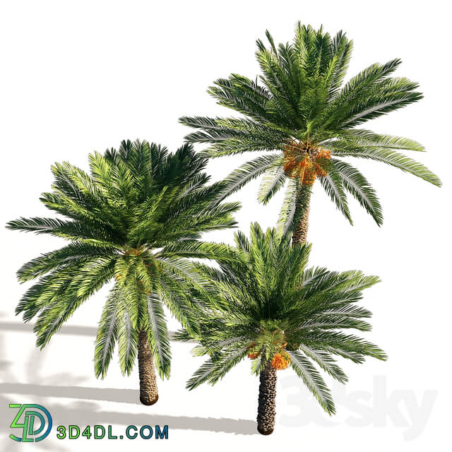 Date palm