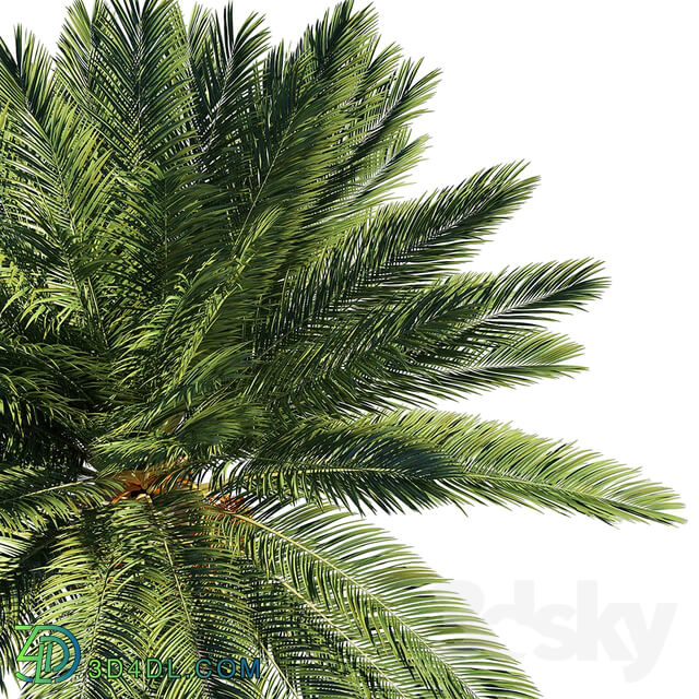 Date palm