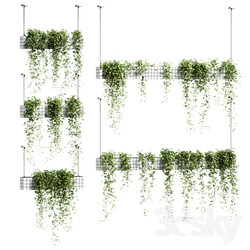 Ivy in hanging flower pots. 5 models 