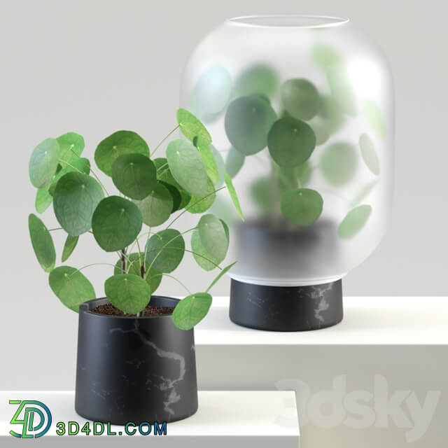 Nebl Chinese golden tree Pilea peperomioides 3D Models