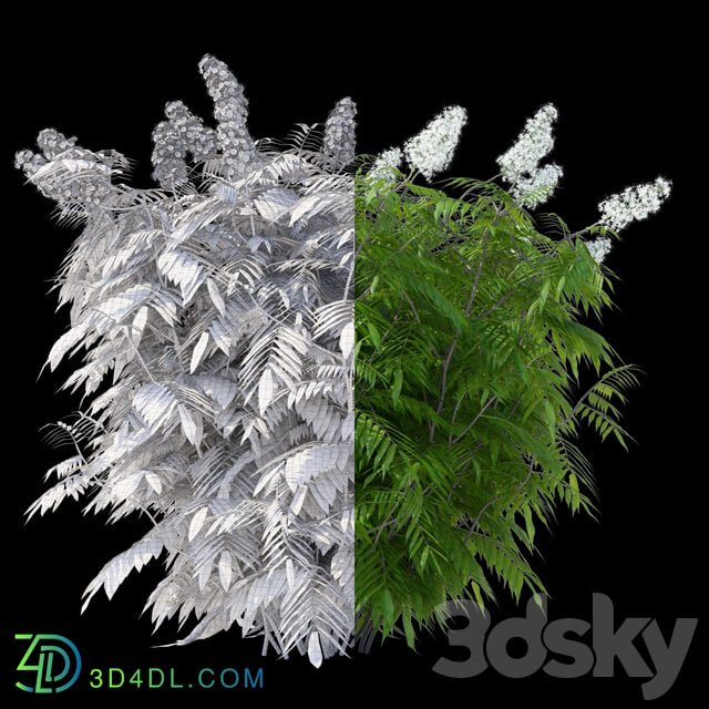 Fieldfare mountain ash 3 bushes Sorbaria sorbifolia v2