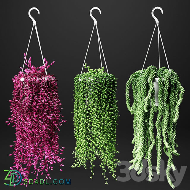 Set of hanging plants in hanging flower pots