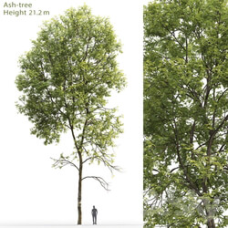 Ash Ash tree 5 21.2m  