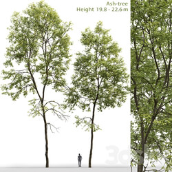 Ash Ash tree 6 19.8 22.6m  