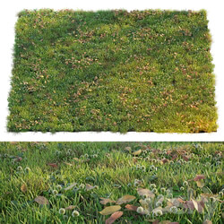 Lawn with clover and dry leaves 