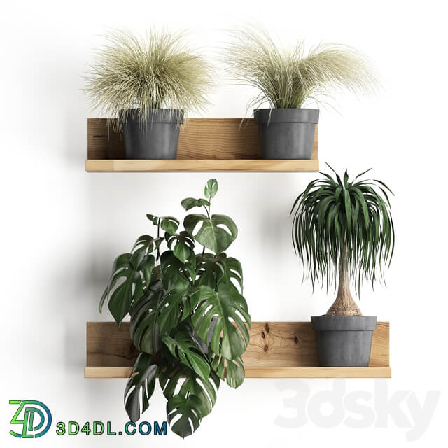 Vertical gardening. 48 Shelf with flowers monstera dracaena Chlorophytum indoor plants eco design 3D Models