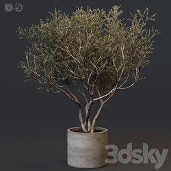 Plant set 02 European olive 
