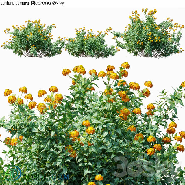 Lantana camara