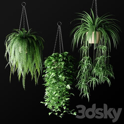 Plants in hanging wicker planters Plants in Hanging Wicker Planters 