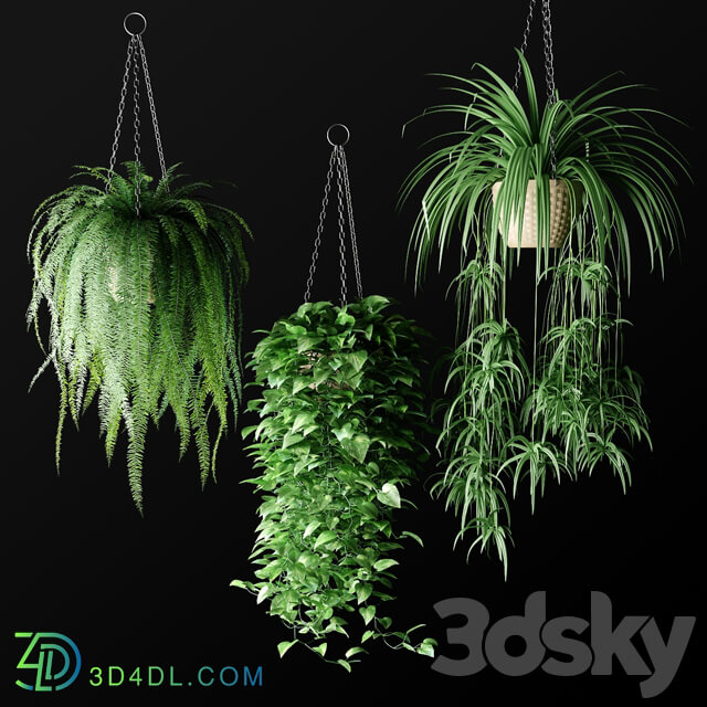 Plants in hanging wicker planters Plants in Hanging Wicker Planters