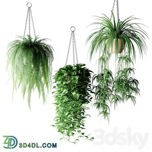 Plants in hanging wicker planters Plants in Hanging Wicker Planters