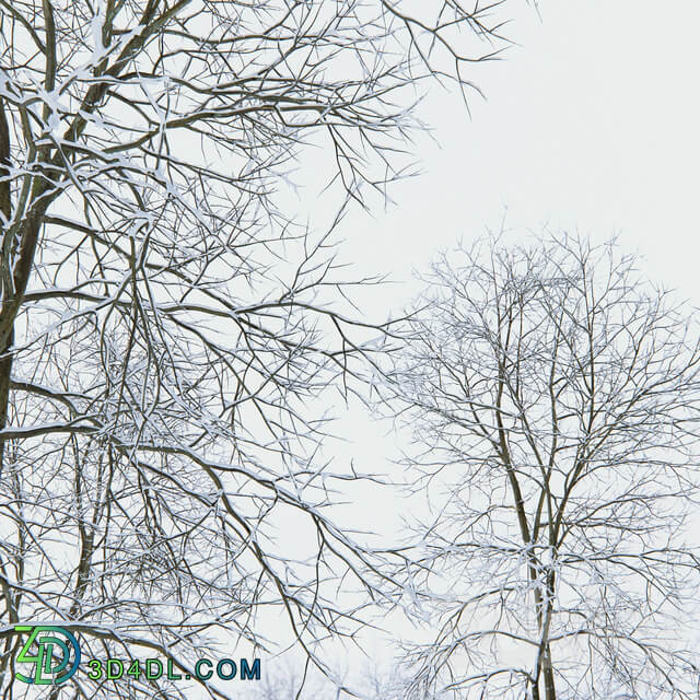 Winter Ash Ash tree winter 4 18m 