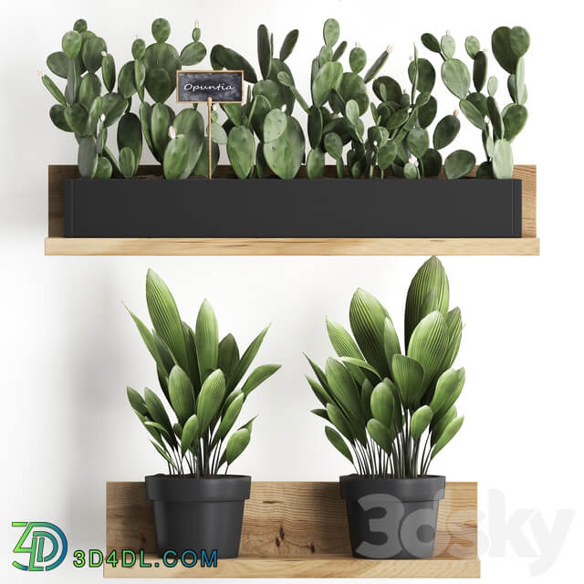 Shelf with flowers Plant 398. Cactus fern Prickly pear prickly pear indoor plants eco design 3D Models