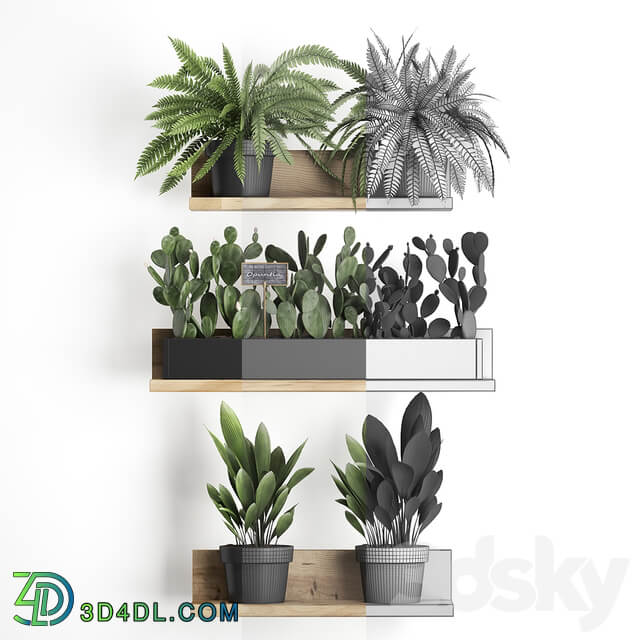 Shelf with flowers Plant 398. Cactus fern Prickly pear prickly pear indoor plants eco design 3D Models