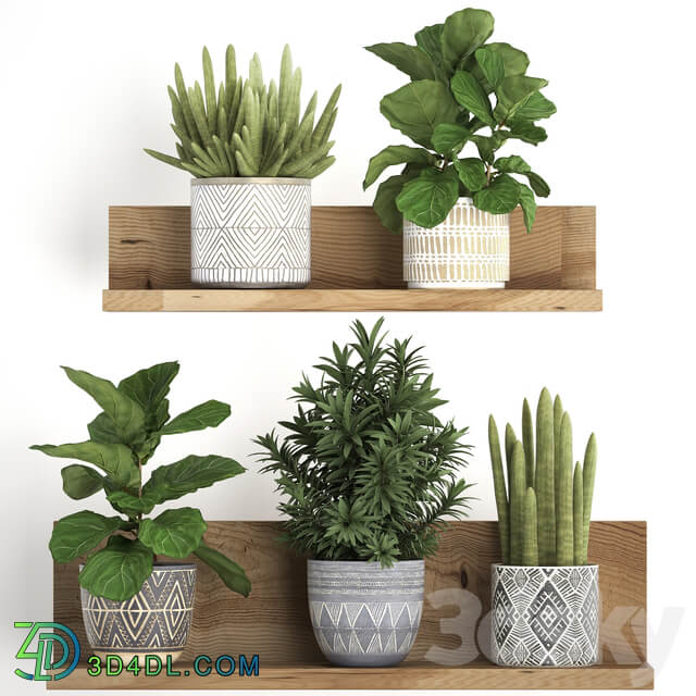 Plant Collection 407. Shelf with flowers Ficus lyrata dracaena sansevieria indoor plants Scandinavian style 3D Models