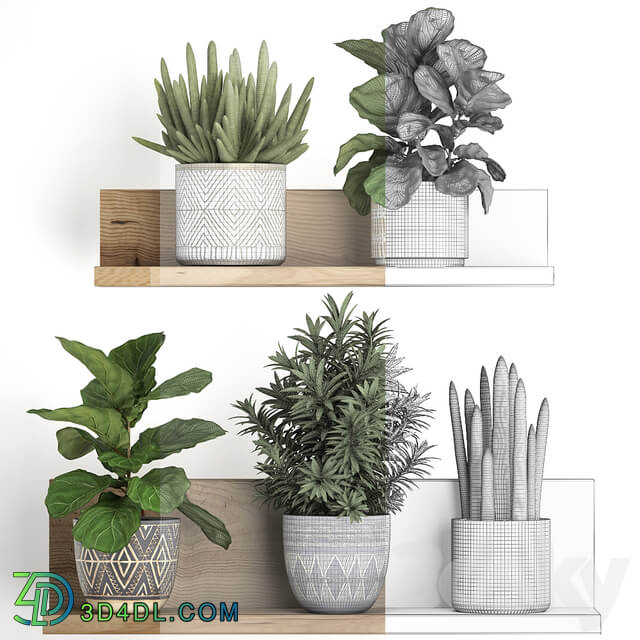 Plant Collection 407. Shelf with flowers Ficus lyrata dracaena sansevieria indoor plants Scandinavian style 3D Models