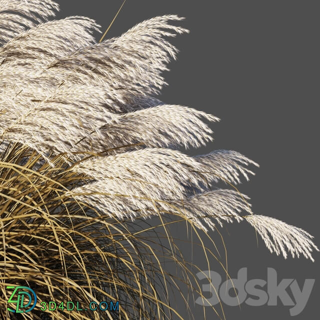 Dry Miscanthus Chinese Dry Miscanthus sinensis