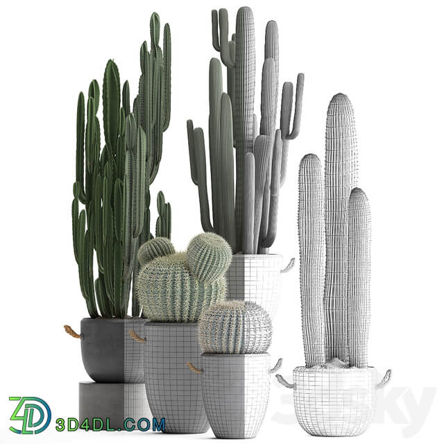 Collection of plants 411. Cactus set. Echinocactus Cereus Carnegia Barrel cactus indoor plants concrete pot outdoor 3D Models