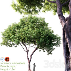Jacaranda mimosifolia Dolonix regia 1 