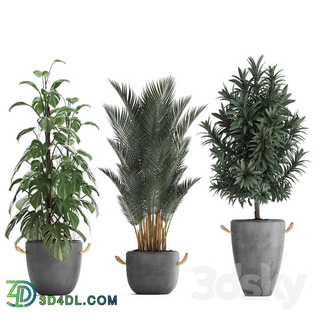 Plant Collection 413. palm bamboo rapis monstera concrete pot flowerpot indoor plants Raphis Palm 3D Models