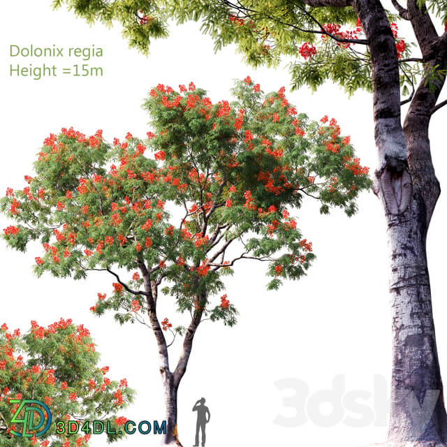 Dolonix regia Height 15m 4