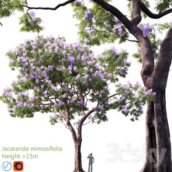 Jacaranda mimosifolia Height 15m 3 