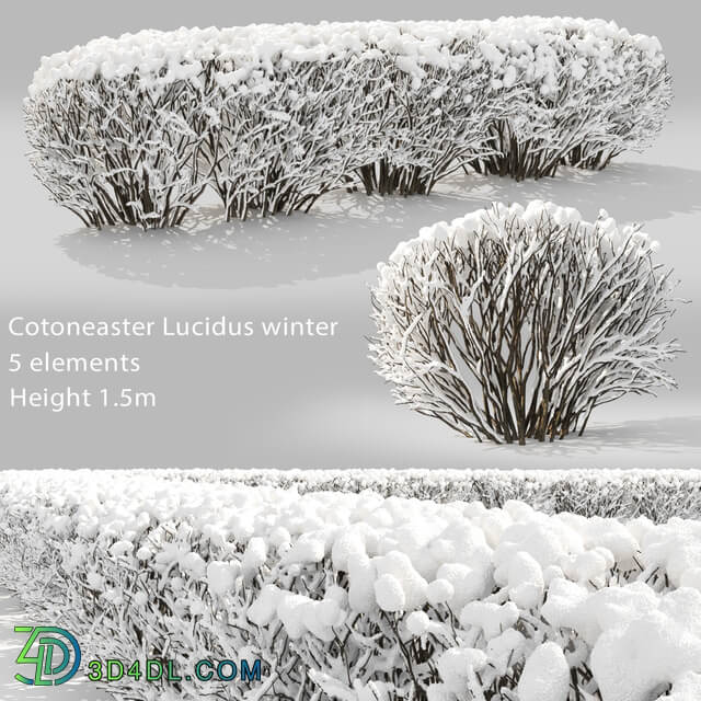 Cotoneaster winter 3D Models