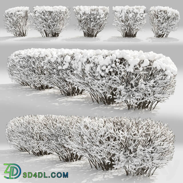 Cotoneaster winter 3D Models