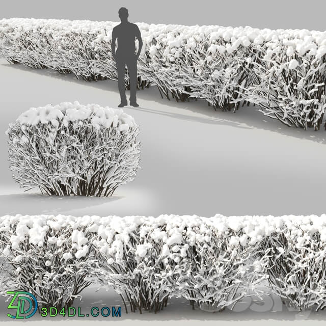 Cotoneaster winter 3D Models