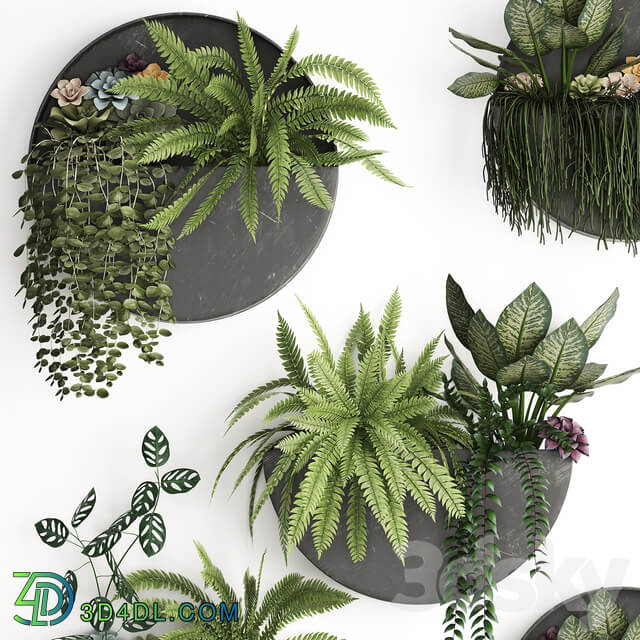 Vertical gardening. 56 Garden wall decor ferns succulents black metal shelf flowers loft hanging plants hanging down Fitowall 3D Models