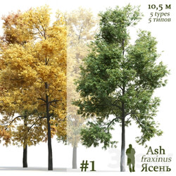 Ash tree Fraxinus 1 