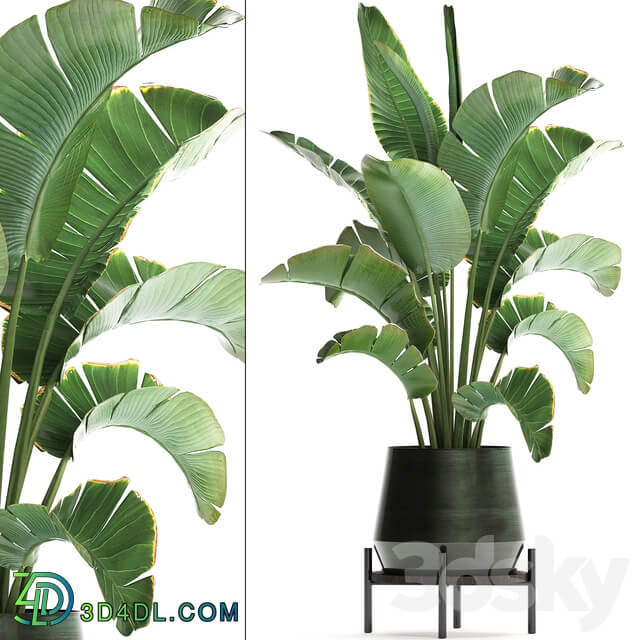 Plant banana palm 446. strelitzia pot flowerpot indoor banana strelitzia flower stand interior stylish luxury pot flowerpot decor office plant flower revanala bush 3D Models