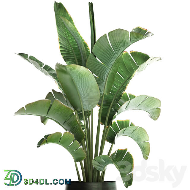 Plant banana palm 446. strelitzia pot flowerpot indoor banana strelitzia flower stand interior stylish luxury pot flowerpot decor office plant flower revanala bush 3D Models