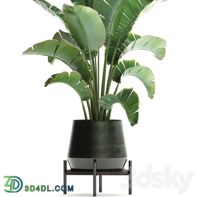 Plant banana palm 446. strelitzia pot flowerpot indoor banana strelitzia flower stand interior stylish luxury pot flowerpot decor office plant flower revanala bush 3D Models