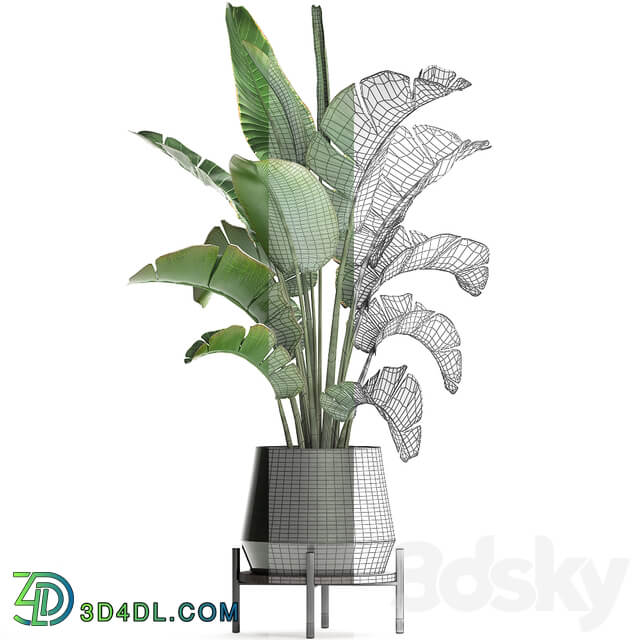 Plant banana palm 446. strelitzia pot flowerpot indoor banana strelitzia flower stand interior stylish luxury pot flowerpot decor office plant flower revanala bush 3D Models