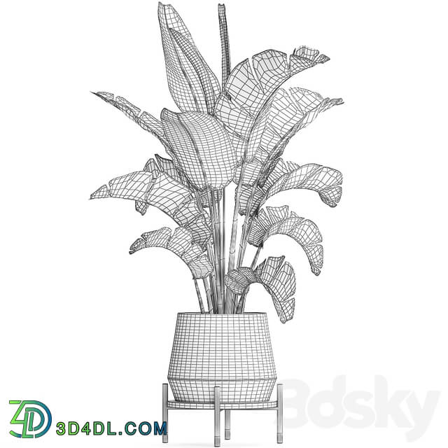 Plant banana palm 446. strelitzia pot flowerpot indoor banana strelitzia flower stand interior stylish luxury pot flowerpot decor office plant flower revanala bush 3D Models