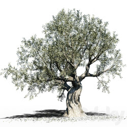Olive Tree Europa Olea 3 
