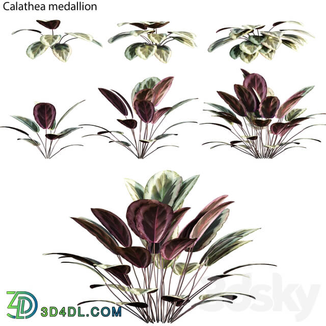 Calathea medallion 01