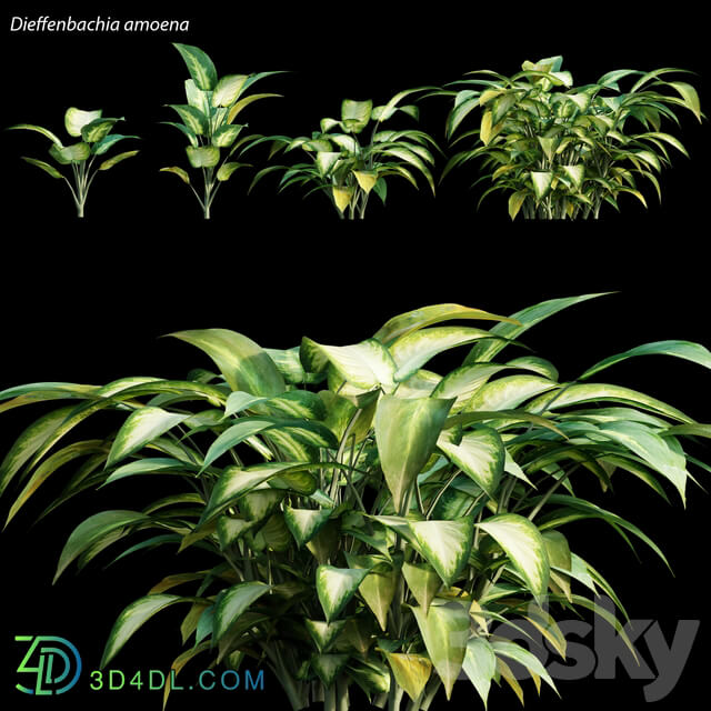 Dieffenbachia amoena