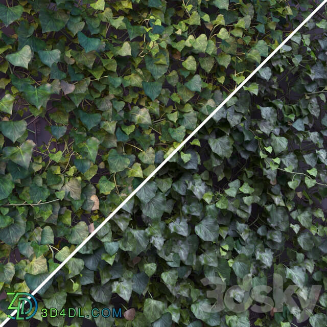 Ivy Hedera Helix 1 3D Models