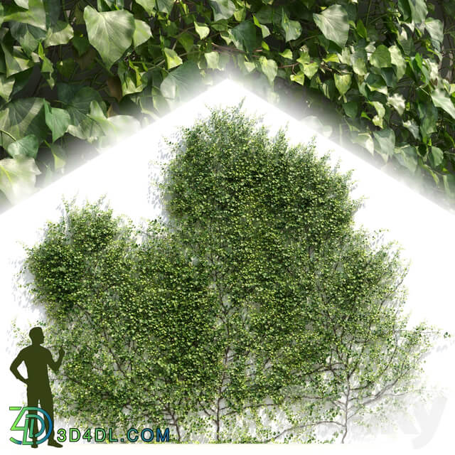 Ivy Hedera Helix 1 3D Models