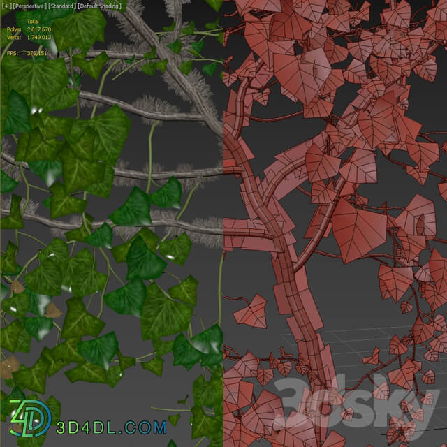 Ivy Hedera Helix 1 3D Models