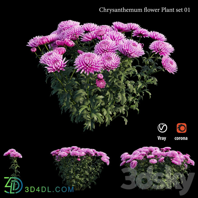 Chrysanthemum flower plant set 01