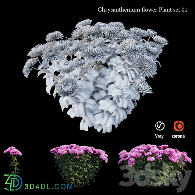 Chrysanthemum flower plant set 01