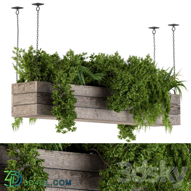 Hanging Plants in Wooden Box