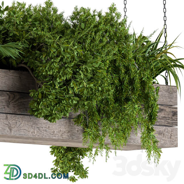 Hanging Plants in Wooden Box