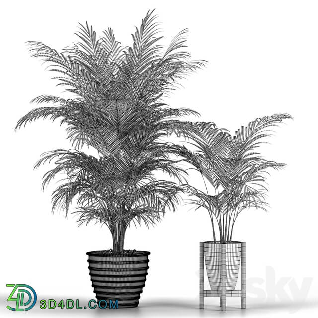 Set of plants No. 3 Areca palm fern 