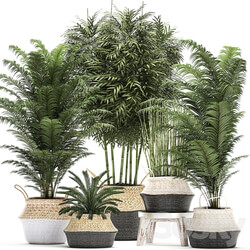 Plant Collection 489. Basket rattan thickets palm tree bamboo cycas indoor plants white horsetail bushes outdoor plants flower stand pot flowerpot interior exotic 3D Models 