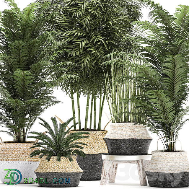 Plant Collection 489. Basket rattan thickets palm tree bamboo cycas indoor plants white horsetail bushes outdoor plants flower stand pot flowerpot interior exotic 3D Models