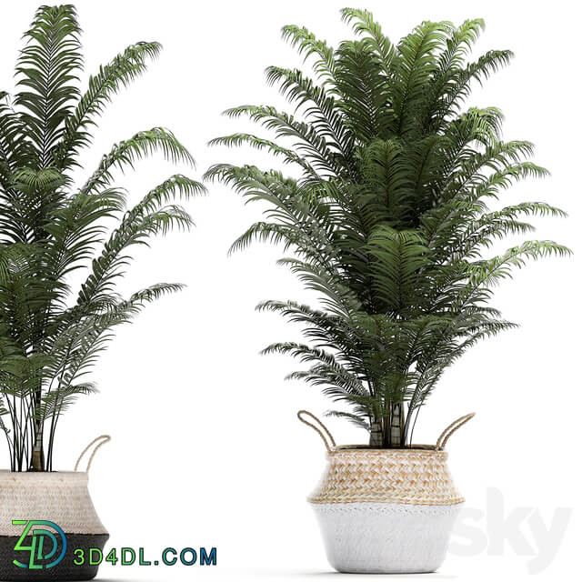 Plant Collection 489. Basket rattan thickets palm tree bamboo cycas indoor plants white horsetail bushes outdoor plants flower stand pot flowerpot interior exotic 3D Models